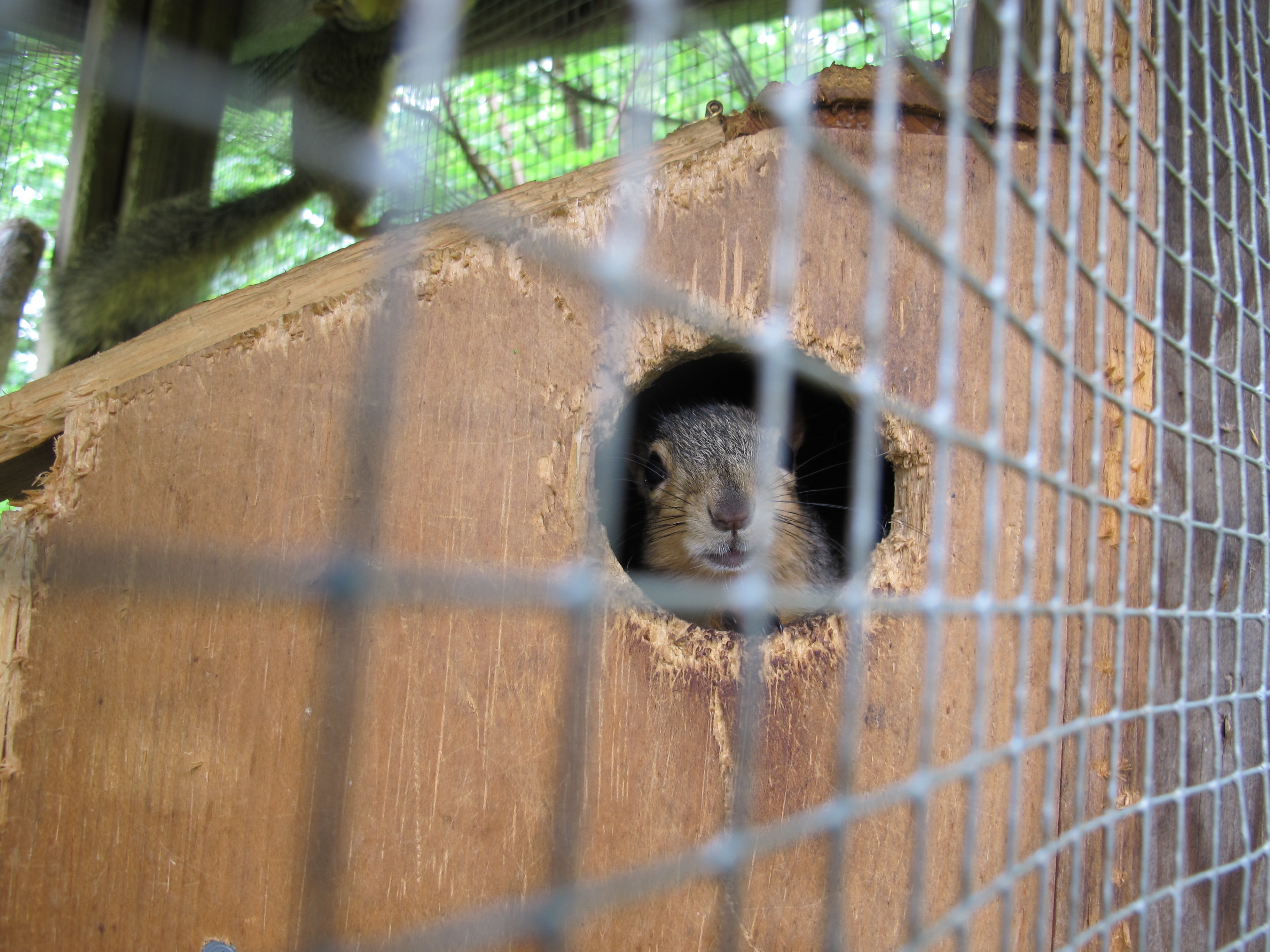 Young Squirrels at the Wildlife Rescue Center 5