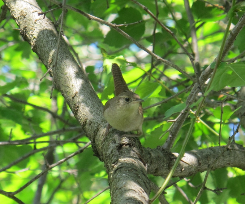 House Wren 3a