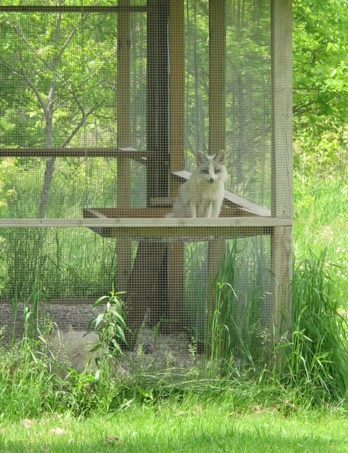 Two  White Foxes 6