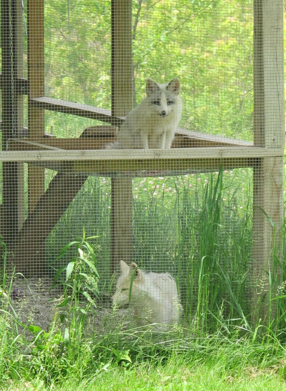 Two White Foxes 8