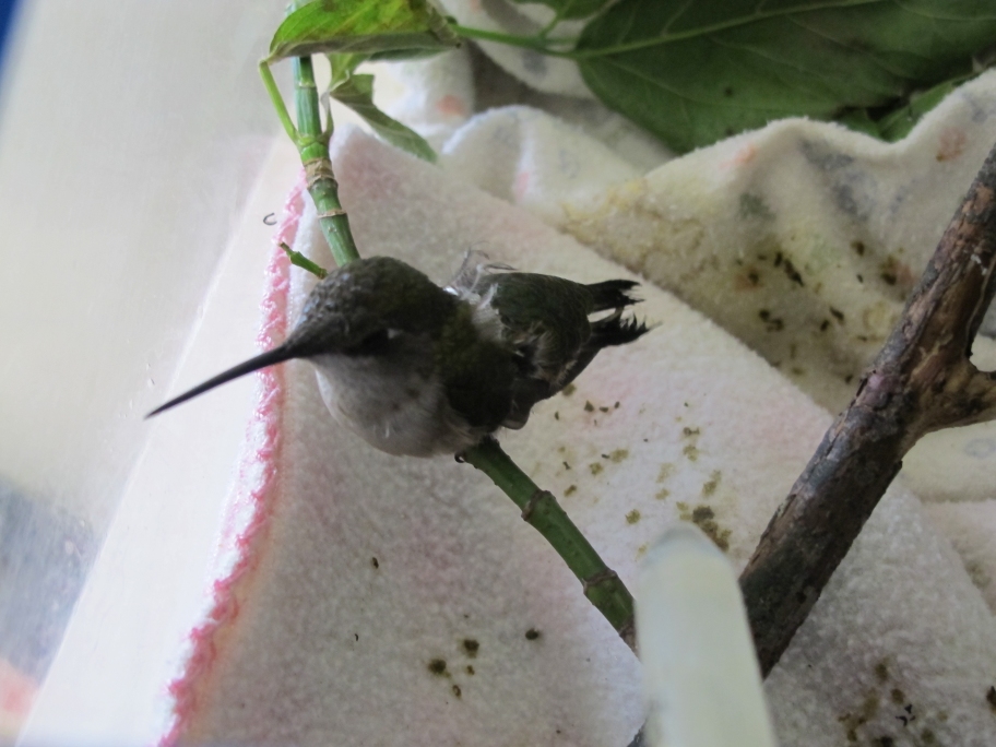 Injured Young Hummingbird 4