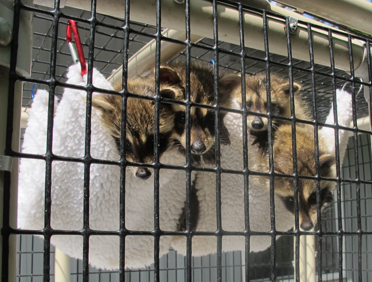 Raccoons in a Hammock 1a