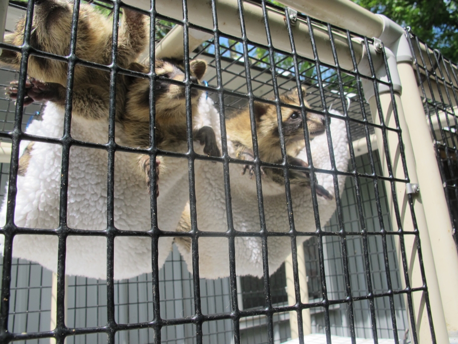 Raccoons in a Hammock 2