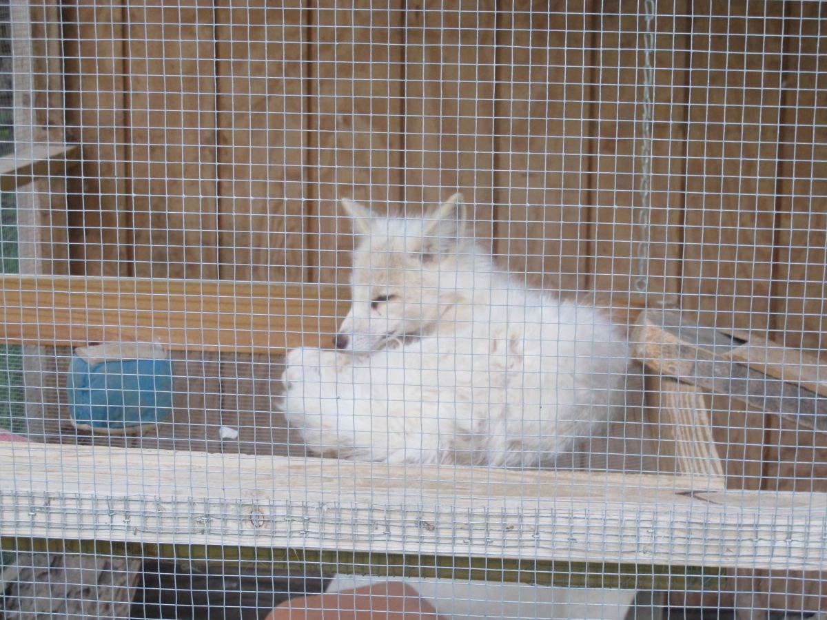 Sleepy Old Foxes 8