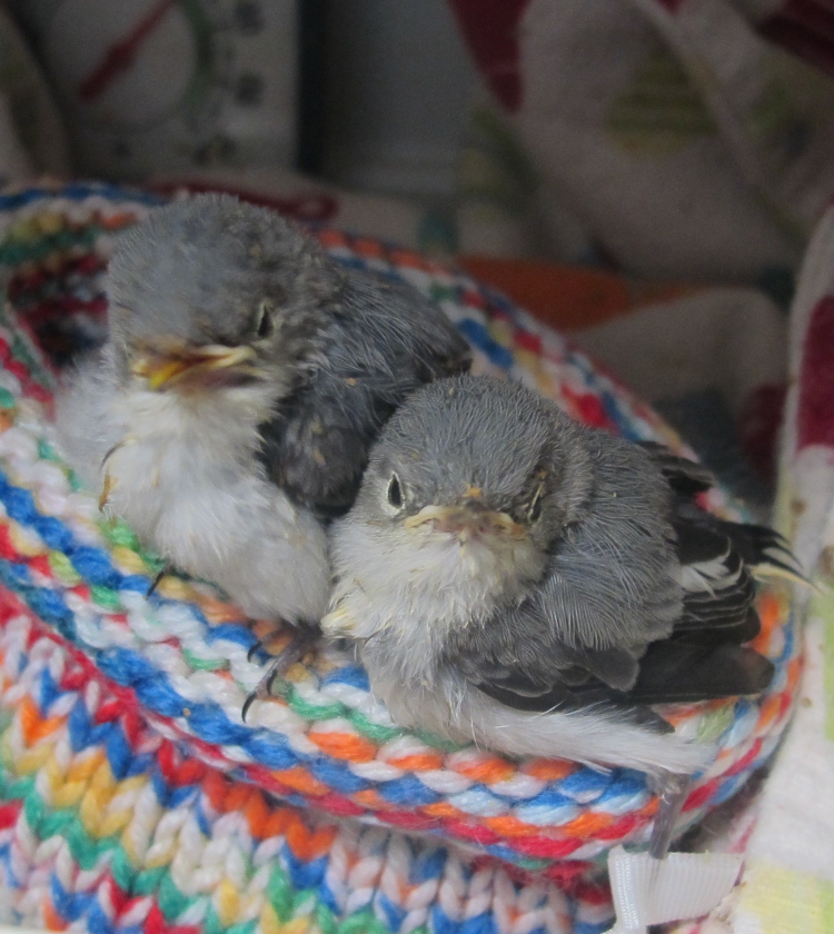 Baby Blue-Grey Gnatcatchers 1a