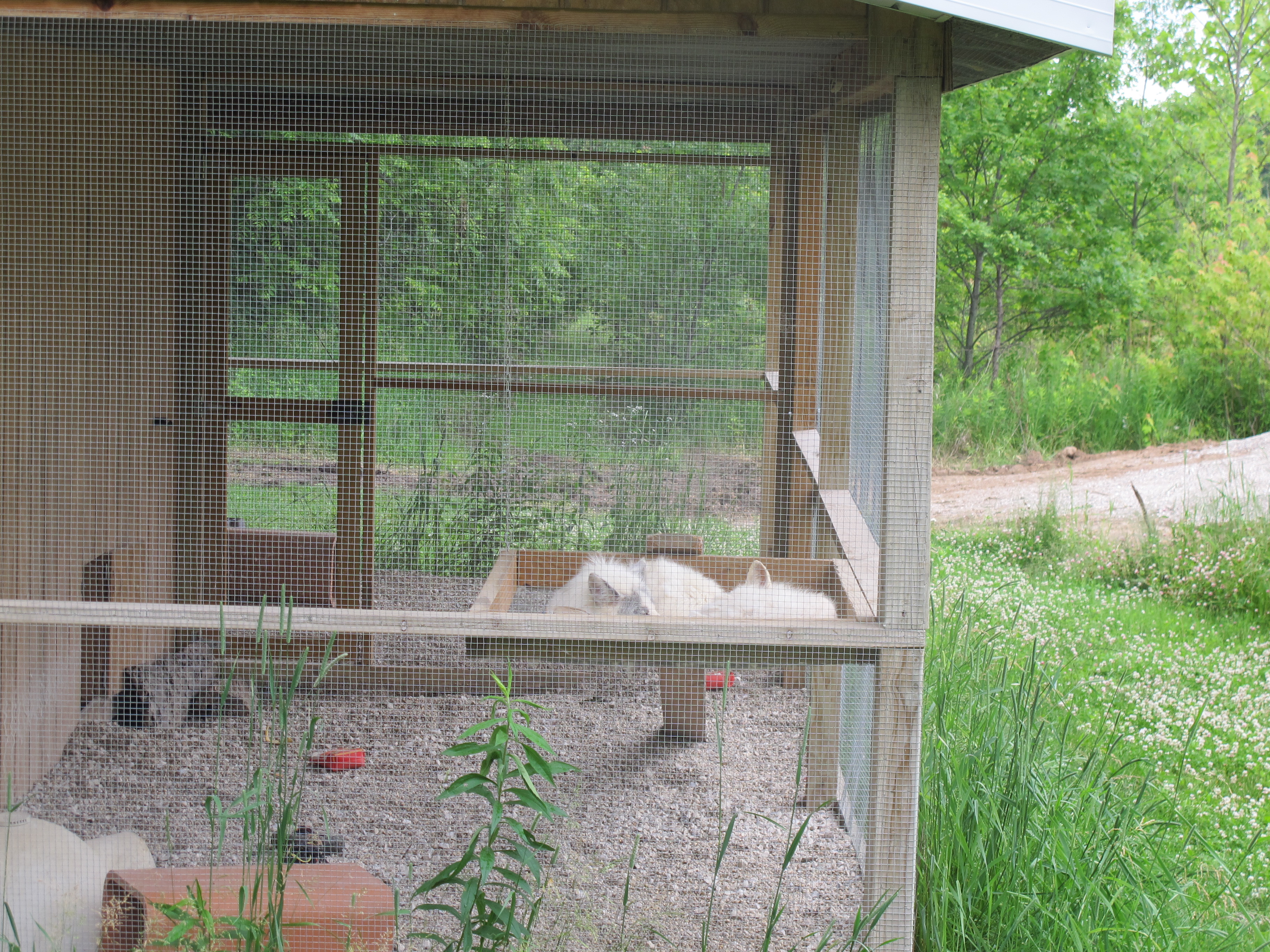 Two White Foxes 1