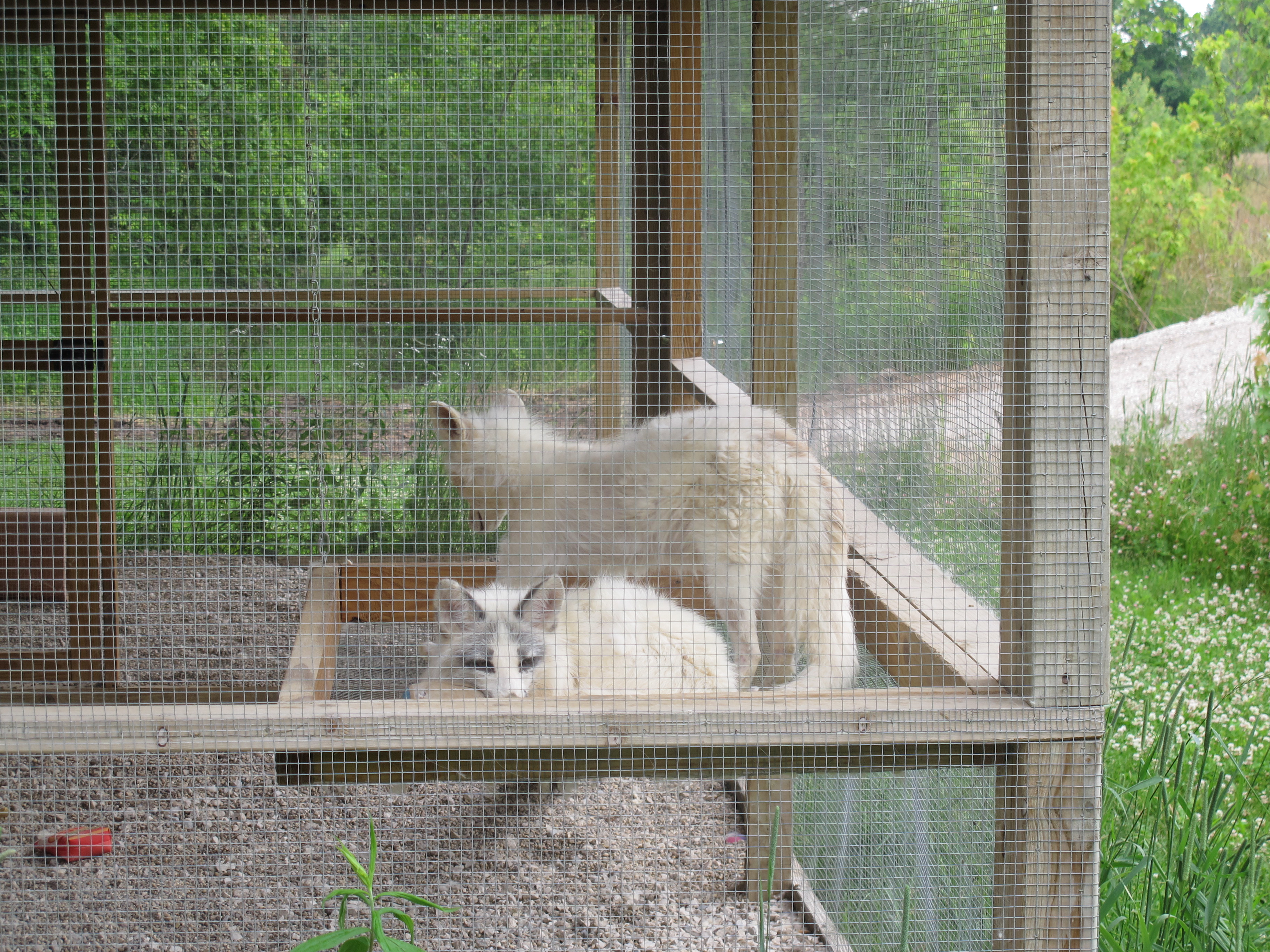 Two White Foxes 2