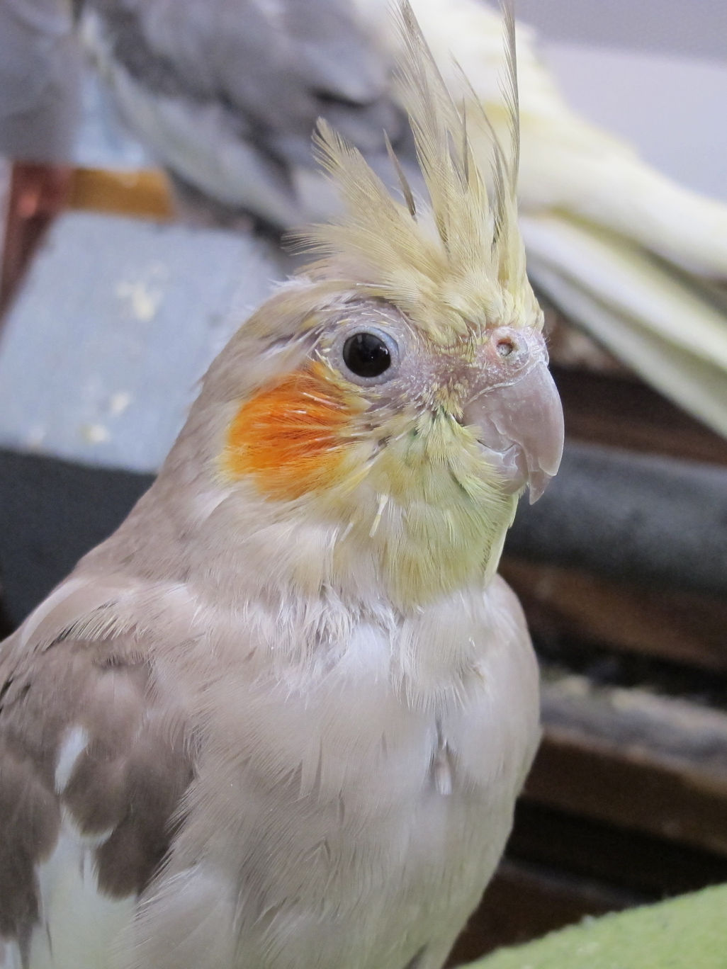 Molting Luna 2