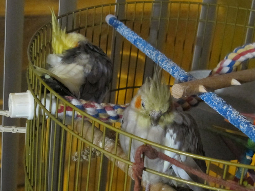 Sleepy Birdies 2