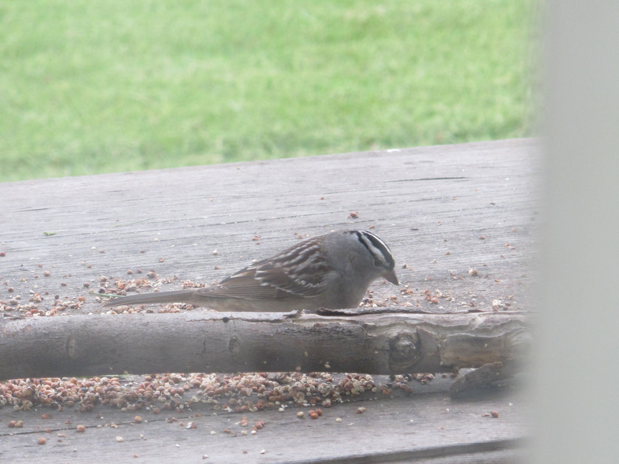 White-Crowned Sparrow (Zonotrichia leucophrys) 4a