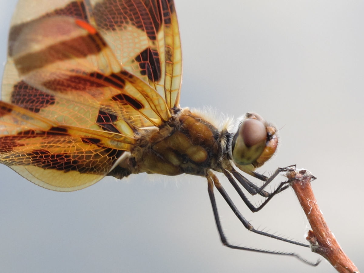 Halloween Pennant 5a