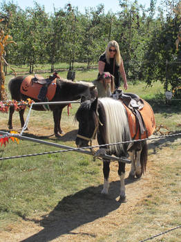 Pony Rides 3