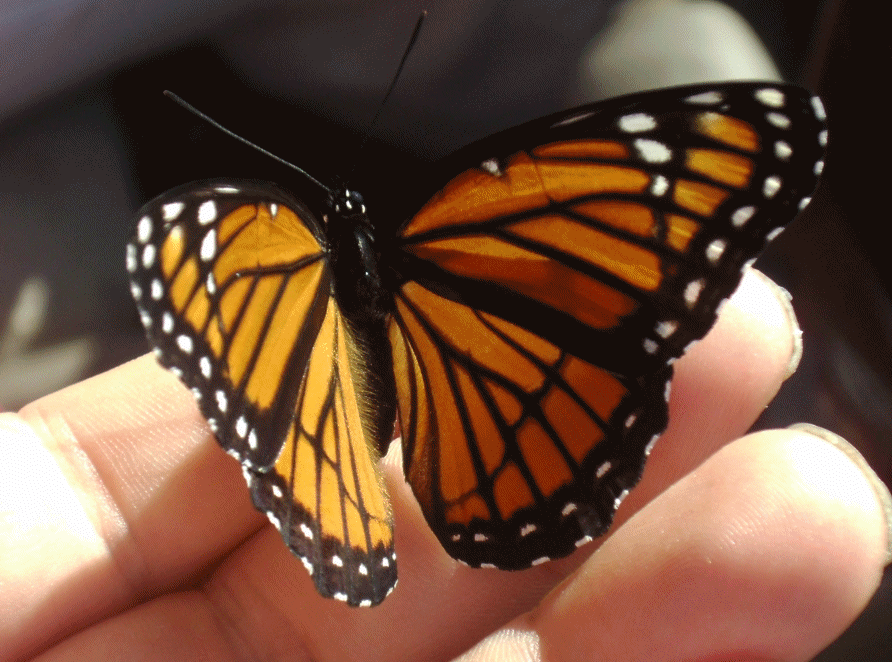 Butterfly Animation version 1 by Windthin on DeviantArt Butterfly Animation version 1 by Windthin on DeviantArt