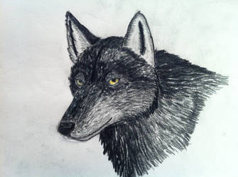 Black Wolf Sketch 1.1