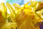 Daffodil by hannajayne31
