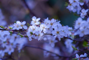 Blossom 3