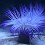 Sea Anenome