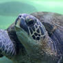 Sea Turtle Yokohama