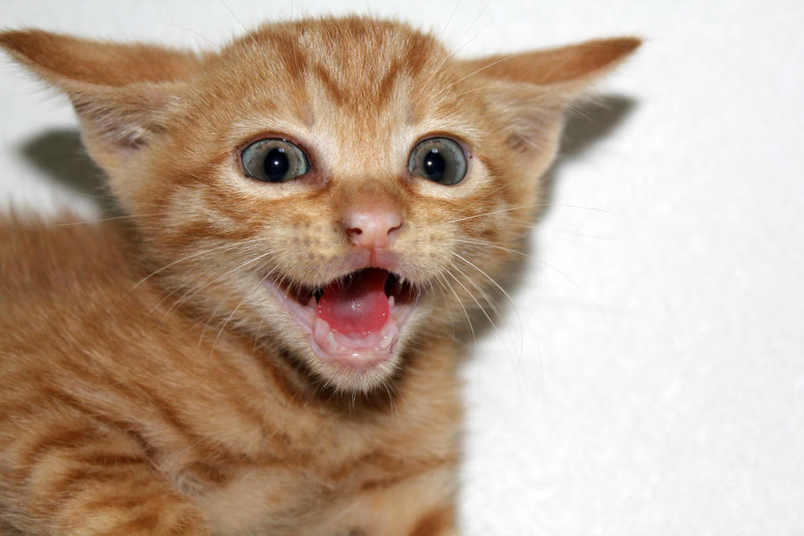 Evil Kitten! by firenze-design