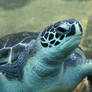 Sea Turtle 4