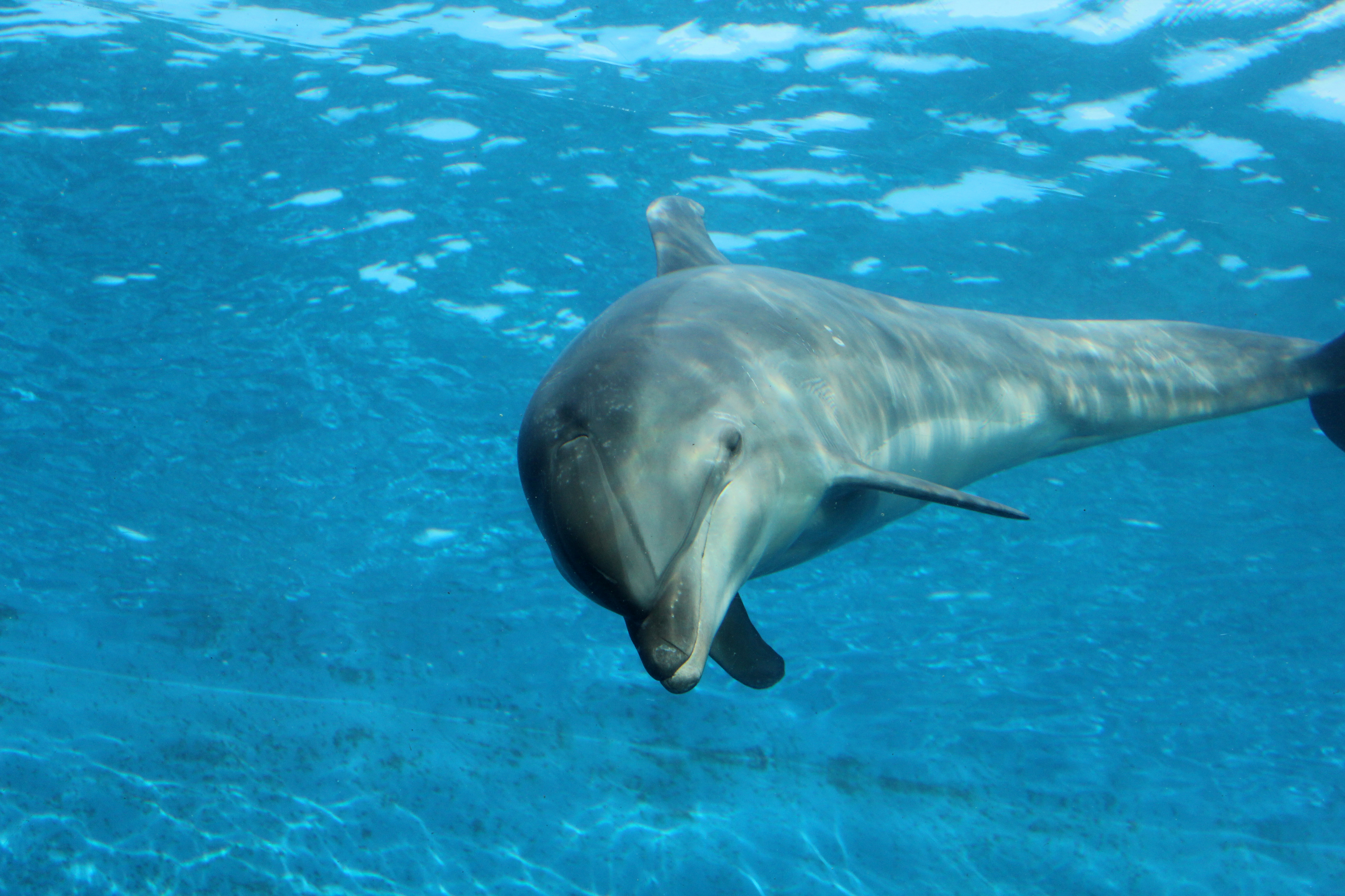 Playful Dolphin