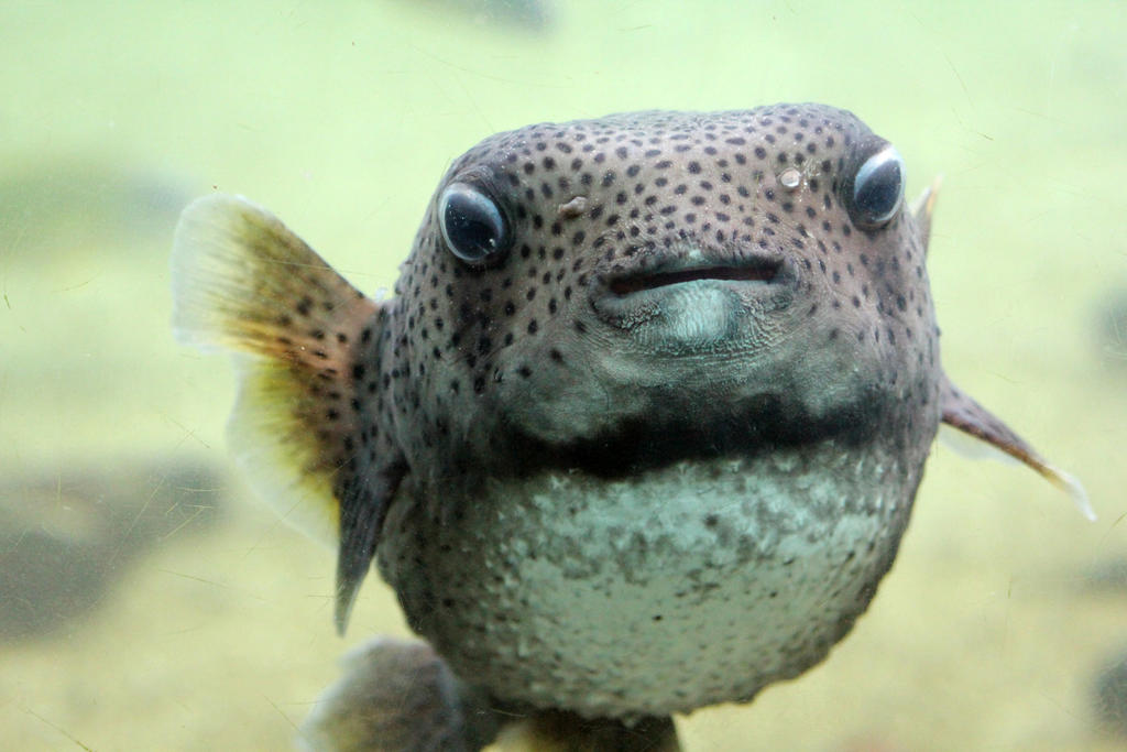 Happy Puffer by firenze-design on DeviantArt