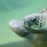 Sea Turtle Stock
