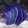 Blue Faced Angelfish 2