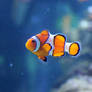Clownfish Stock