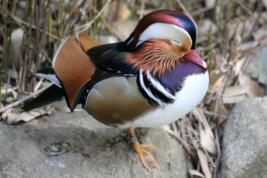 Mandarin Duck by firenze-design