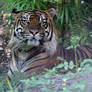 Jungle Tiger Closeup