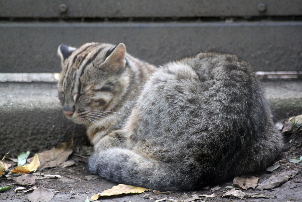 Sleepy Kitty