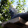 Crowned Pigeon