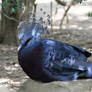 Crowned Pigeon 2