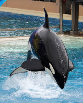 Killer Whale 3