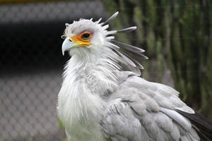 Secretary Bird 3