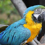 Blue Macaw 7
