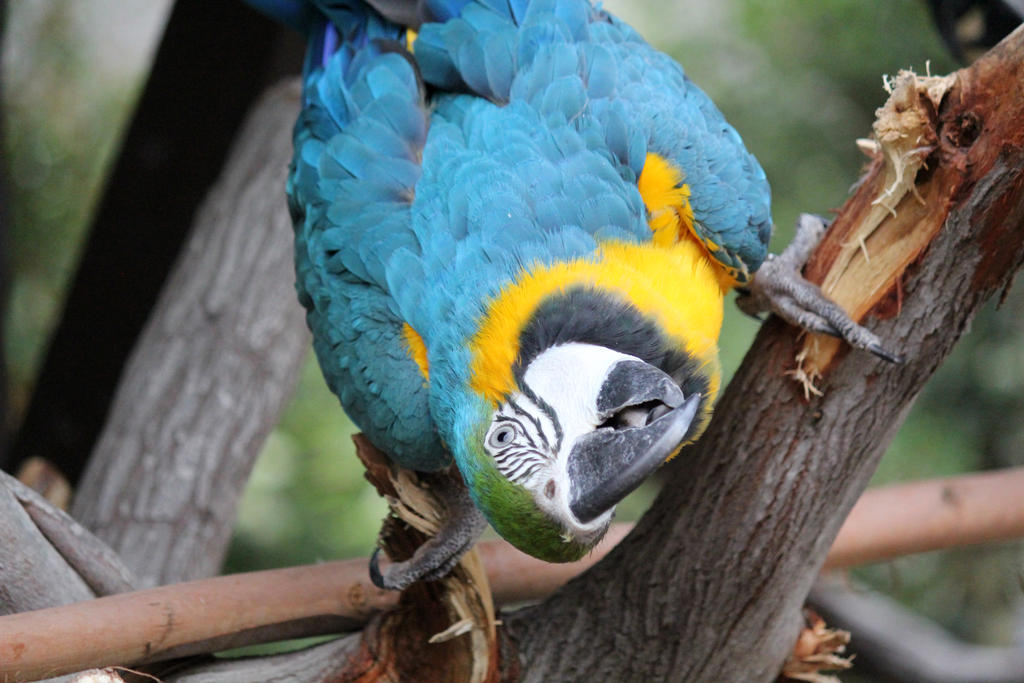 Blue Macaw 10