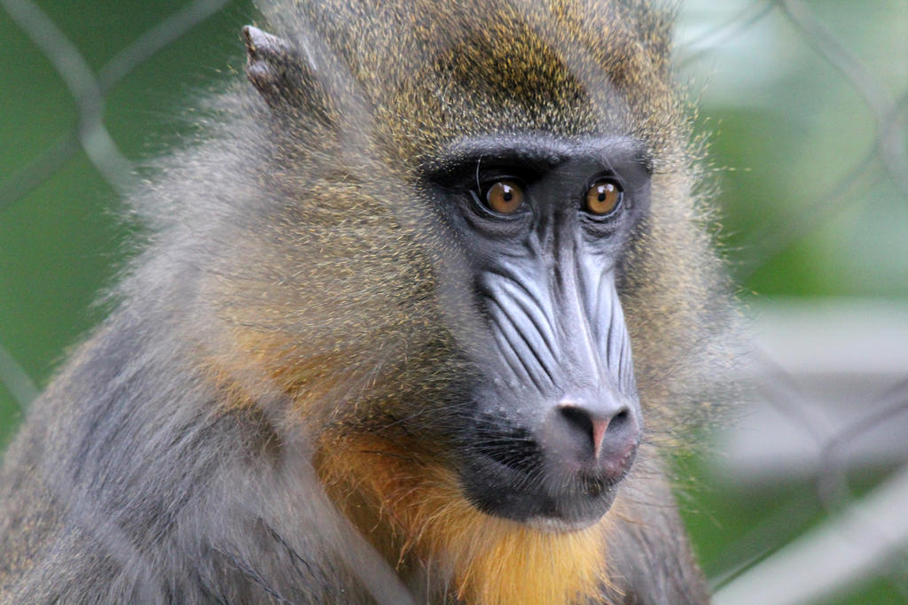 Monkey Face by firenze-design on DeviantArt