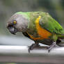 Green Parrot