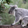 Koala 5