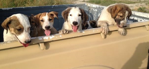 Afghan Puppies