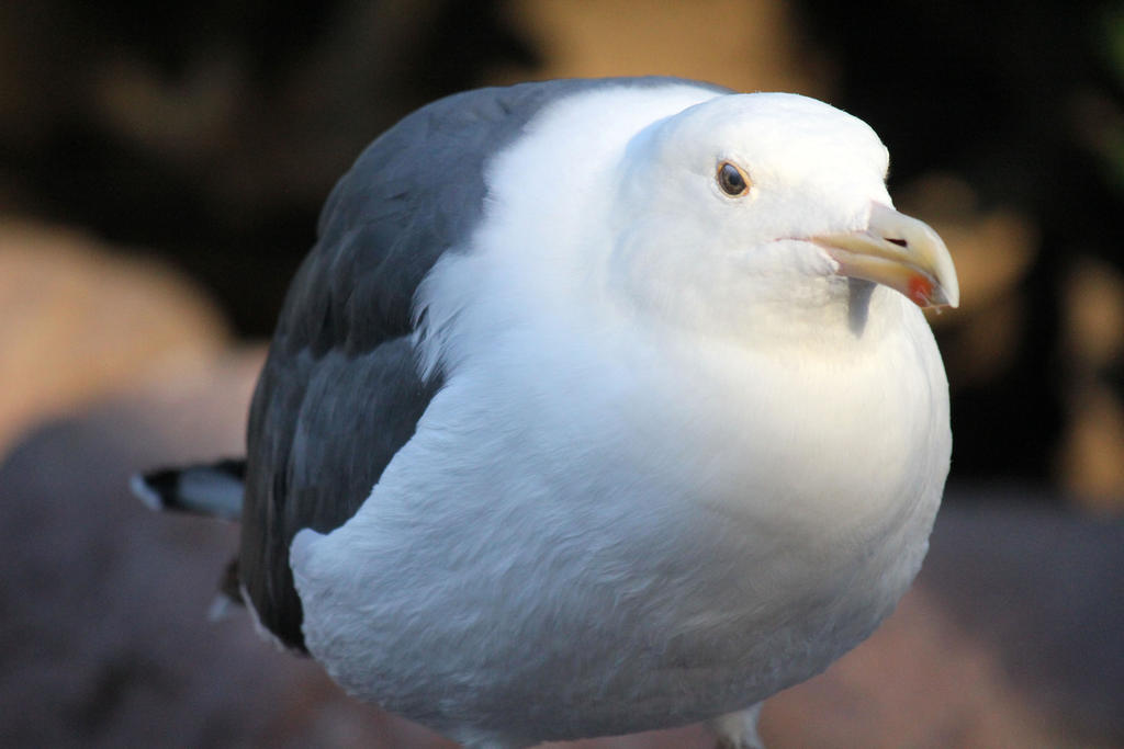 Fat Seagull By Firenze design On DeviantArt fat-seagull-by-firenze-design-on-deviantart