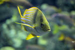 Golden Fish by firenze-design