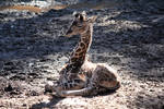 Baby Giraffe