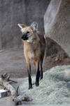 Maned Wolf Stock 2 by firenze-design
