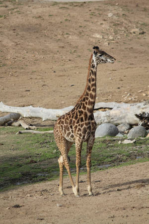 Giraffe Stock 6 by firenze-design Giraffe Stock 6 by firenze-design