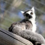 Lemur is sick of your crap