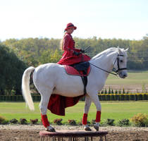 Lipizzaner Stock 14