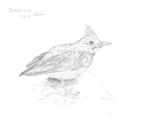 Crested Lark